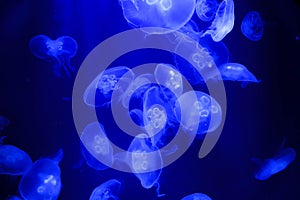 Beautiful image with jellyfish swimming together in deep and blue water