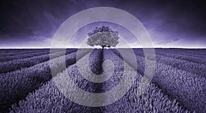 Beautiful image of lavender field landscape with single tree ton