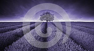 Beautiful image of lavender field landscape with single tree ton photo