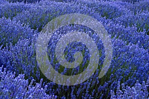 Beautiful image of lavender field. Lavender fields in Kuyucak, I