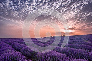 Beautiful image of lavender field. Summer sunrise landscape, contrasting colors. Beautiful clouds, dramatic sky.