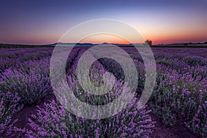 Beautiful image of lavender field. Summer sunrise landscape, contrasting colors. Beautiful clouds, dramatic sky.