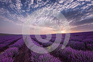 Beautiful image of lavender field. Summer sunrise landscape, contrasting colors. Beautiful clouds, dramatic sky.