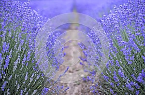 Beautiful image of lavender field