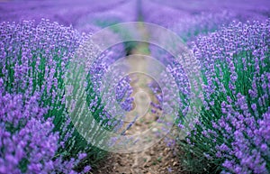 Beautiful image of lavender field