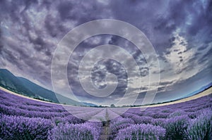 Beautiful image of lavender field