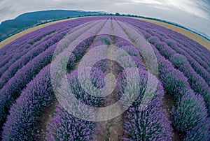 Beautiful image of lavender field