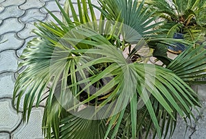 Beautiful image of livistona chinensis plant in a garden india