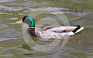 Beautiful image of a mallard swimming in lake