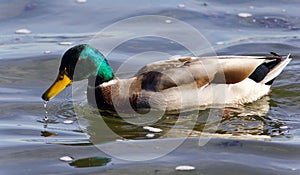 Beautiful image of a mallard swimming in lake