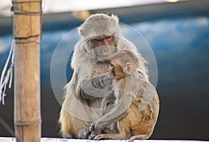 Beautiful image of monkey in Haridwar, India