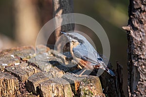 Beautiful image of Nuthatch bird Sitta Europaea on fence post in landscape setting in Spring