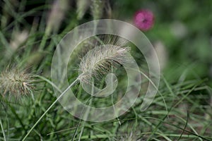 Beautiful image of ornamental grass African Foxtail Cenchrus Ciliaris in English country garden