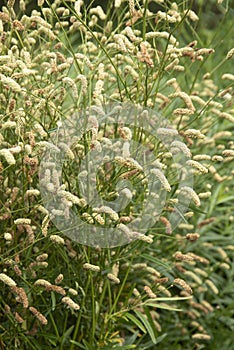 Beautiful image of ornamental grass sanguisorba alpina bunge in English country garden landscape setting
