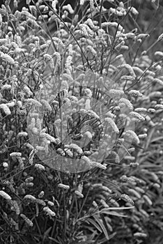 Beautiful image of ornamental grass sanguisorba alpina bunge in English country garden landscape setting