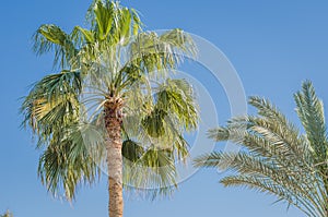 Beautiful image of palm tree under blue sky. Summer day, beautiful natural landscape