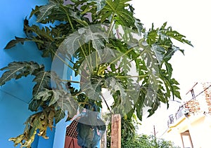 Beautiful image of papaya tree indi photo