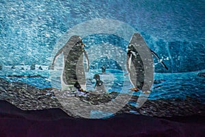 Beautiful image of Penguins at Seaworld 148