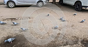 Beautiful image of pigeon peck something in ground india