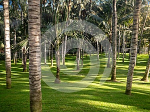 Beautiful image of prefect grass lawn and palm trees growing in tropical botanical garden