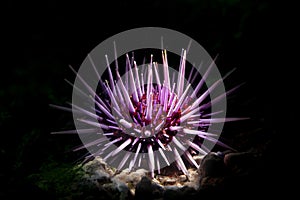 Purple sea urchin photo