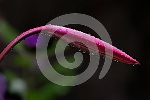 Artistic image of rain drops on lily flower petals