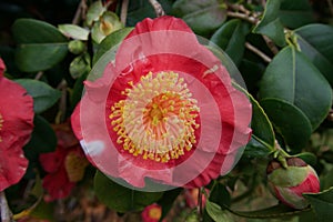 Beautiful image of red camellia flower showing yellow stamen detail