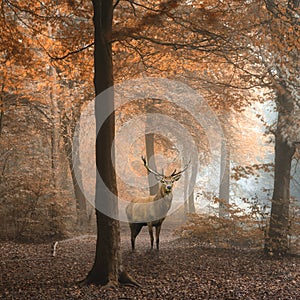 Beautiful image of red deer stag in foggy Autumn colorful forest