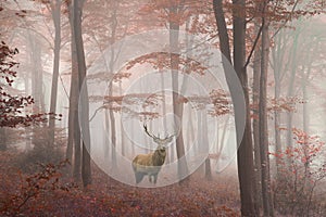 Beautiful image of red deer stag in foggy Autumn colorful forest