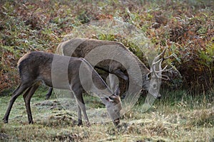 Beautiful image of red deer stag in vibrant golds and browns of Autumn Fall landscape forest