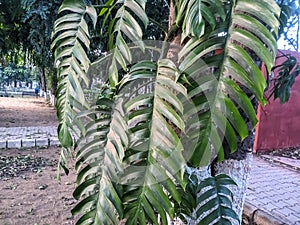 Beautiful image of rhaphidophora plant in a garden india