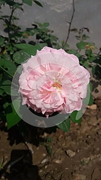 Nature beauty Rosa(Mary Rose flower Jhelum photo