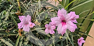 Beautiful image of ruellia simplex flowering plants india