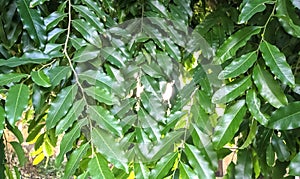 Beautiful image of saraca asoca leaf india