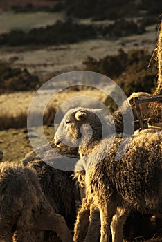 Beautiful image of sheep feeding in early morning Winter sunrise golden hour light in Lake District in English countryside