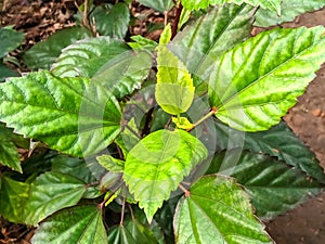 Beautiful image of shoeblack plant leaves in garden india