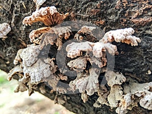 Beautiful image of stereum complicatum on wood bark india photo