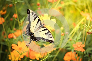 Beautiful image of swallowtail butterfly