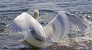 Beautiful image of the swan showing his powerful wings