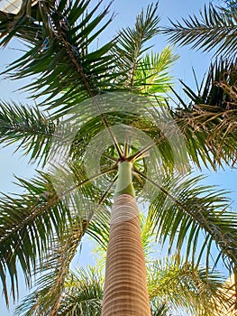 Beautiful image of tall palm tree with long green leaves against bright blue sky. Looking up from the ground