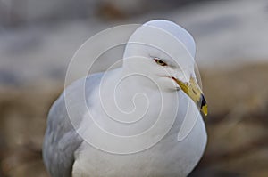 Beautiful image of a thoughtful gull