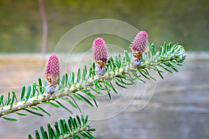 Purple cones on a branch of a Korean fir