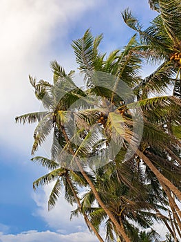 Beautiful image of tropical coconut palm tree tops over the clear blue sky