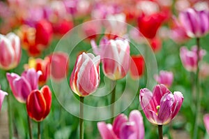 Beautiful image of a tulip field