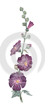 Beautiful image with watercolor summer mallow flower painting. Stock illustration.