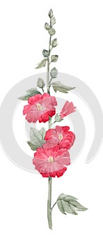 Beautiful image with watercolor summer red mallow flower painting. Stock illustration.