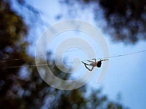 Beautiful image in which you can see a spider walking through the center of the image in a horizontal thread that holds it