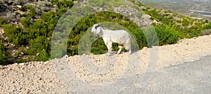 Beautiful image of white Goat grazing in the mountain and road.
