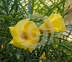 Beautiful image of yellow casbela thevetia flower india