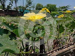 Beautiful image of a yellow flower from a farm.